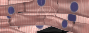 GA 5 – Muscles – Thumbnail