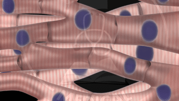 GA 5 – Muscles – Thumbnail