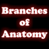 GA1 – Branches of Anatomy – Thumbnail