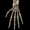 A UL 30 – Hand Bones – Thumbnail