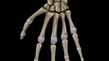 A UL 30 – Hand Bones – Thumbnail