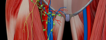 ALL4 – Femoral Triangle – Thumbnail