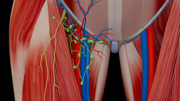 ALL4 – Femoral Triangle – Thumbnail