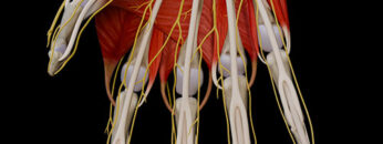 AUL 29 – Nerves of Hand – Thumbnail