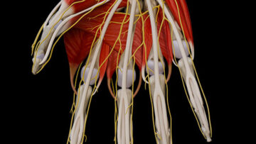 AUL 29 – Nerves of Hand – Thumbnail
