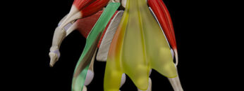 AUL 31 – Palmar Compartments & Spaces – Thumbnail