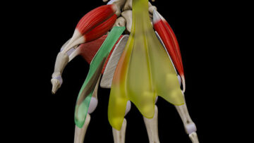 AUL 31 – Palmar Compartments & Spaces – Thumbnail