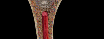 GA3 – General Anatomy – Bones – Cartilages – Thumbnail