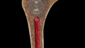 GA3 – General Anatomy – Bones – Cartilages – Thumbnail