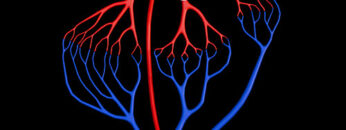 GA6 General Anatomy of CVS – Thumbnail