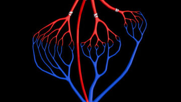 GA6 General Anatomy of CVS – Thumbnail