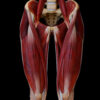 ALL5 – Thigh – Anterior Muscles – Thumbnail