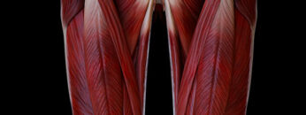 ALL5 – Thigh – Anterior Muscles – Thumbnail